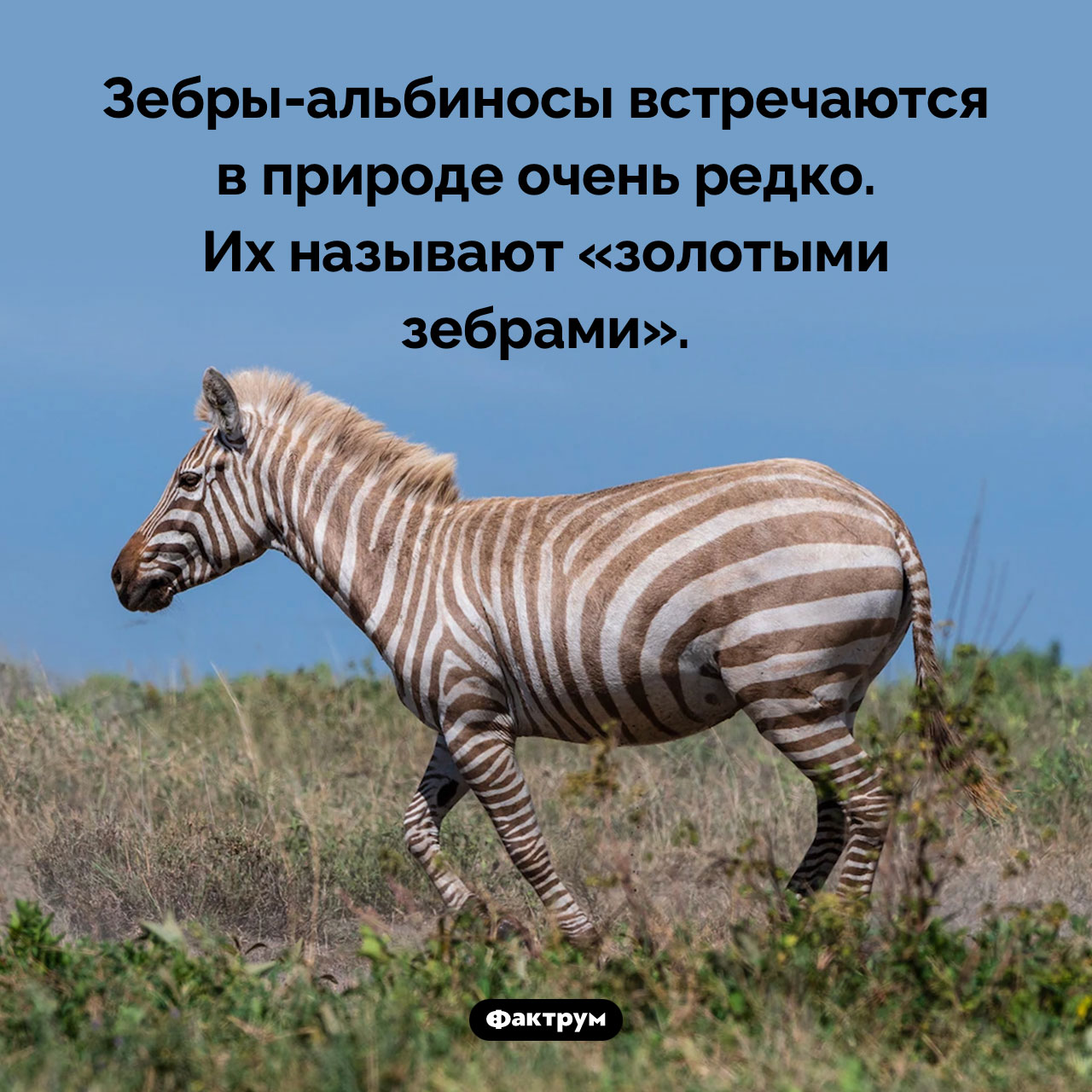 Золотые зебры - похожая новость на Toplenta