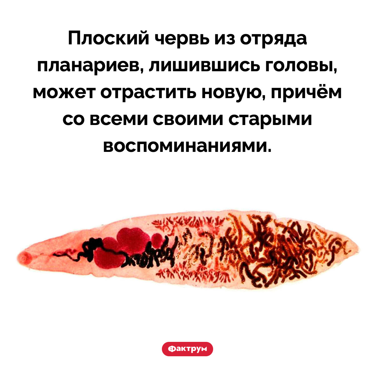 Плоские черви могут заново отрастить голову со старыми воспоминаниями - свежие новости на Toplenta