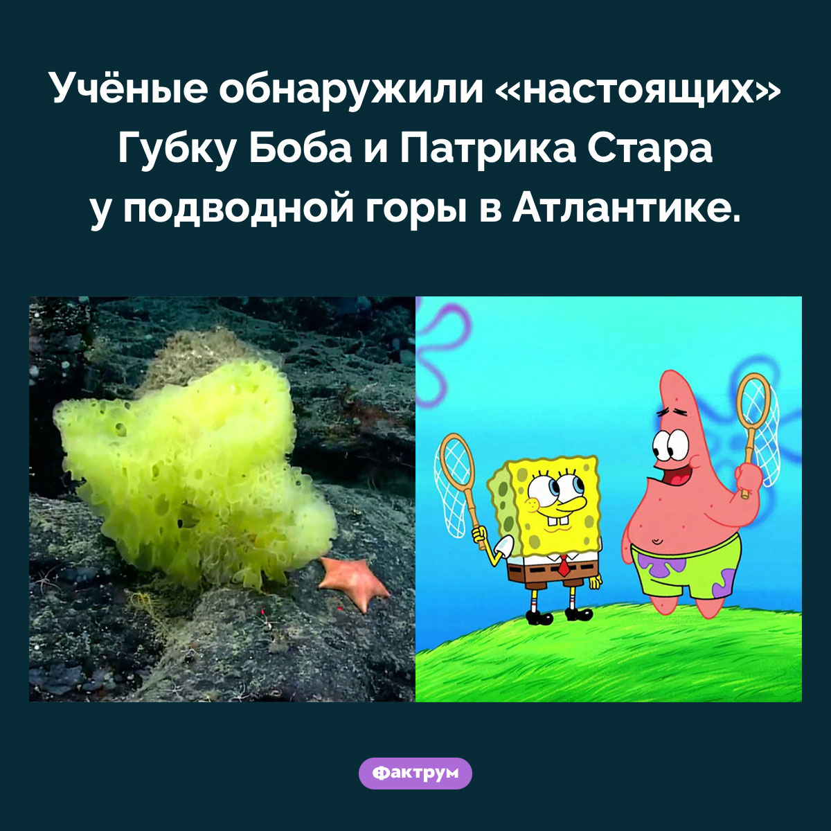 Настоящие Губка Боб и Патрик - свежие новости на Toplenta