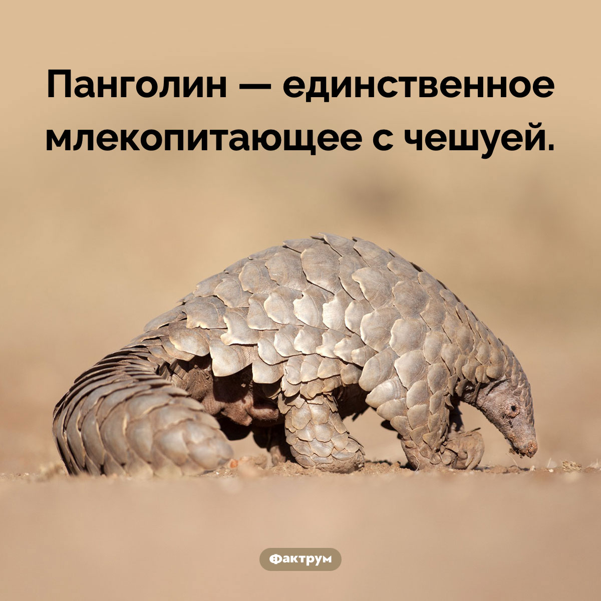 Единственное чешуйчатое млекопитающее - свежие новости на Toplenta по теме Факты в картинках