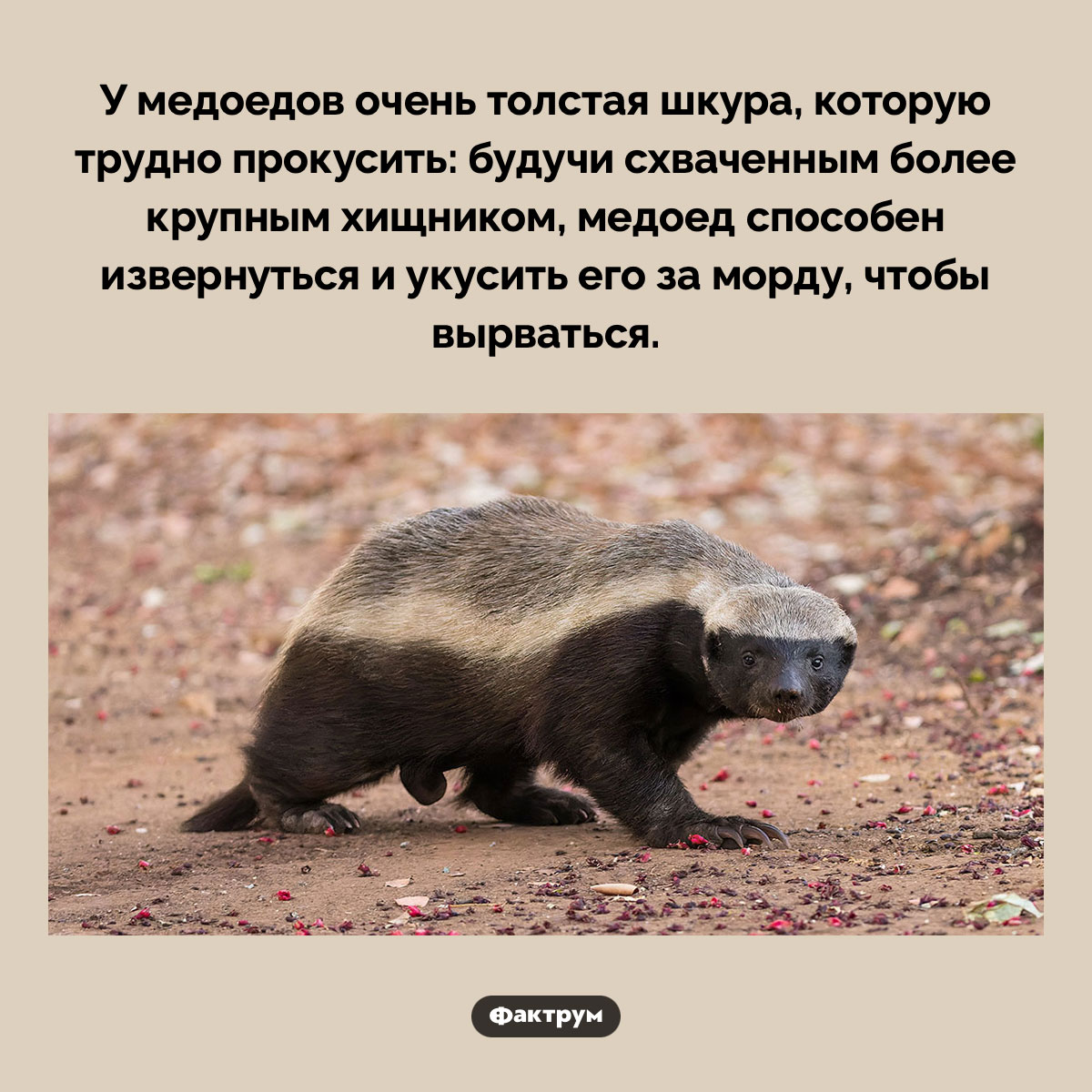 Шкуру медоеда трудно прокусить - свежие новости на Toplenta по теме Факты в картинках