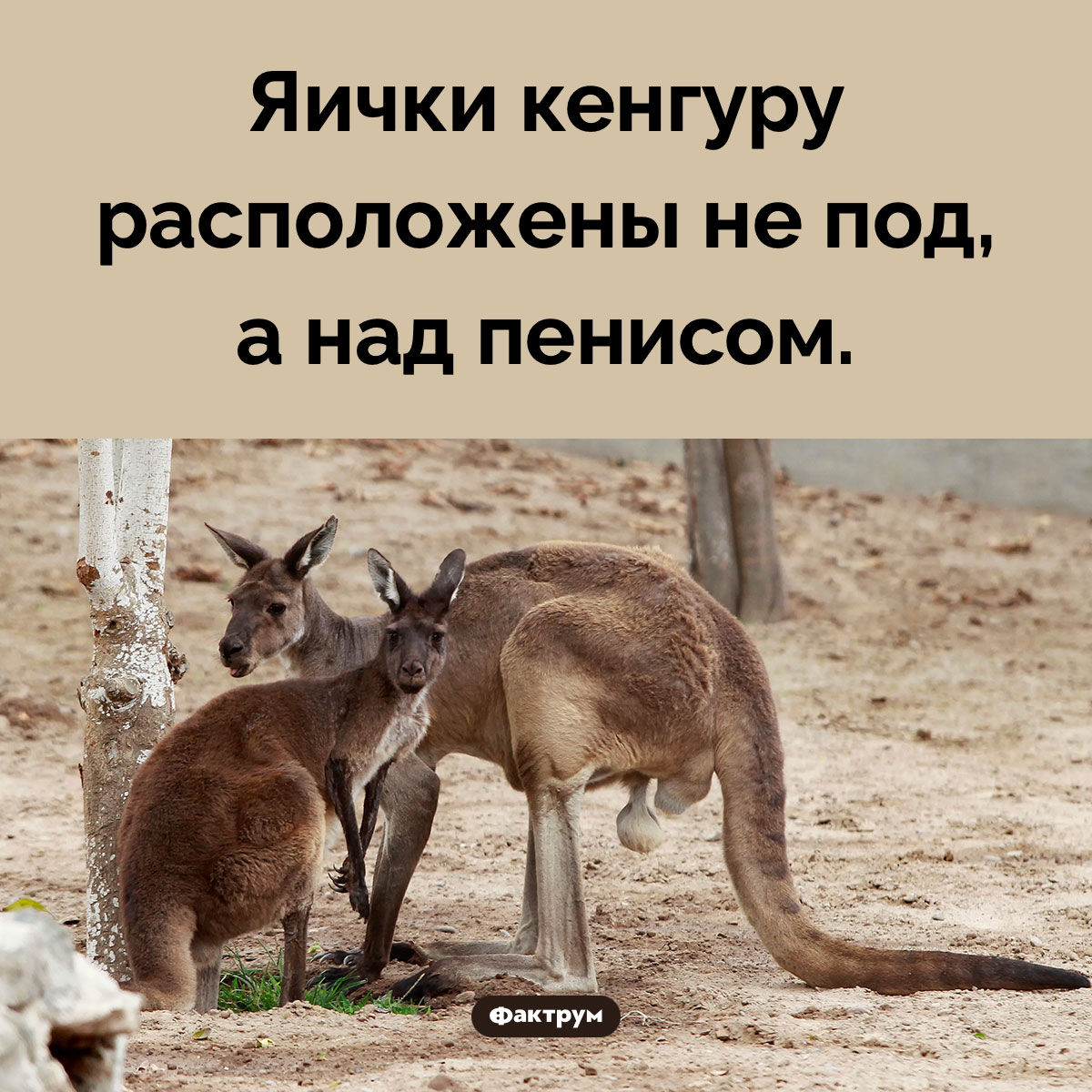 Где находятся яички у кенгуру - свежие новости на Toplenta по теме Чаты