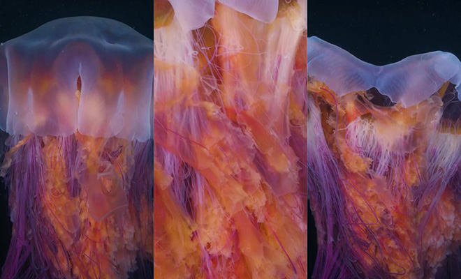 Дайвер впервые снял на видео гигантскую медузу-львиногрива длиной 30 метров - похожая новость на Toplenta