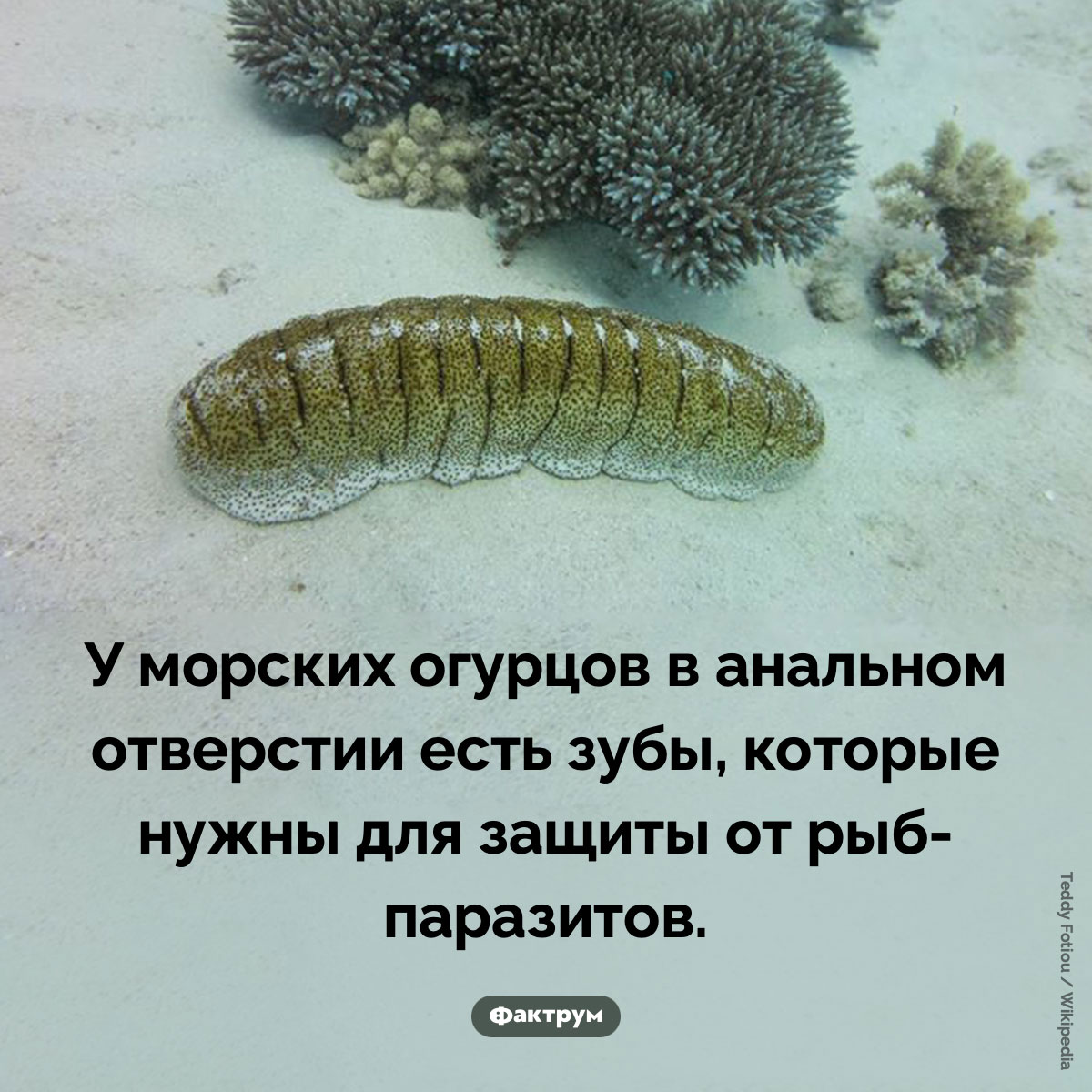 У морских огурцов есть зубы в попе - свежие новости на Toplenta по теме Факты в картинках