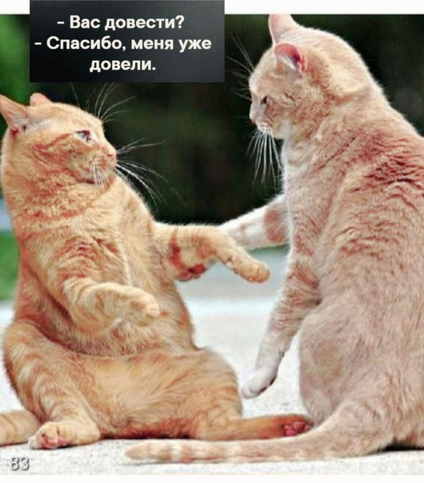 Театр одного актера - понимаю, но супермаркет одного кассира - никак - свежие новости на Toplenta