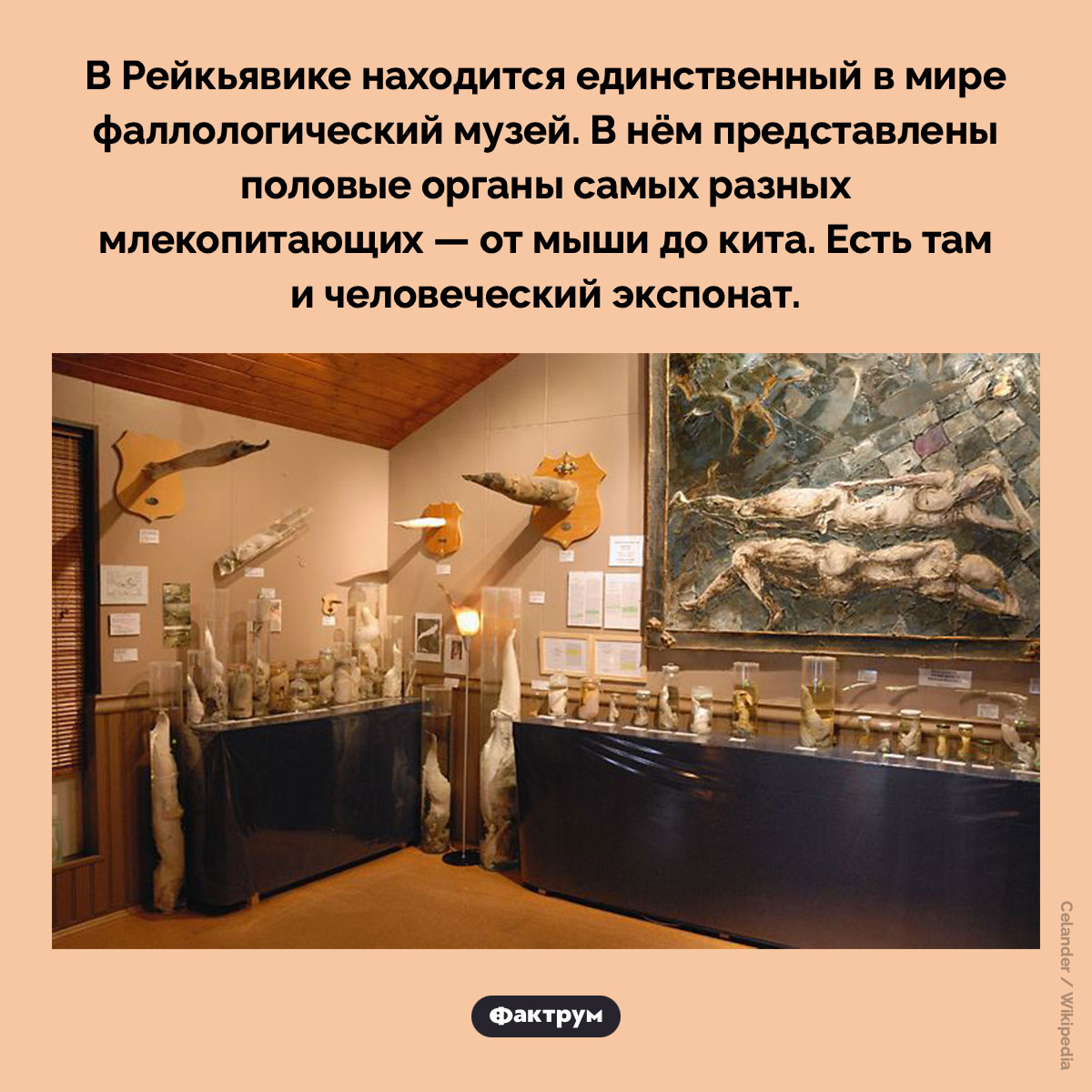 Фаллологический музей - свежие новости на Toplenta