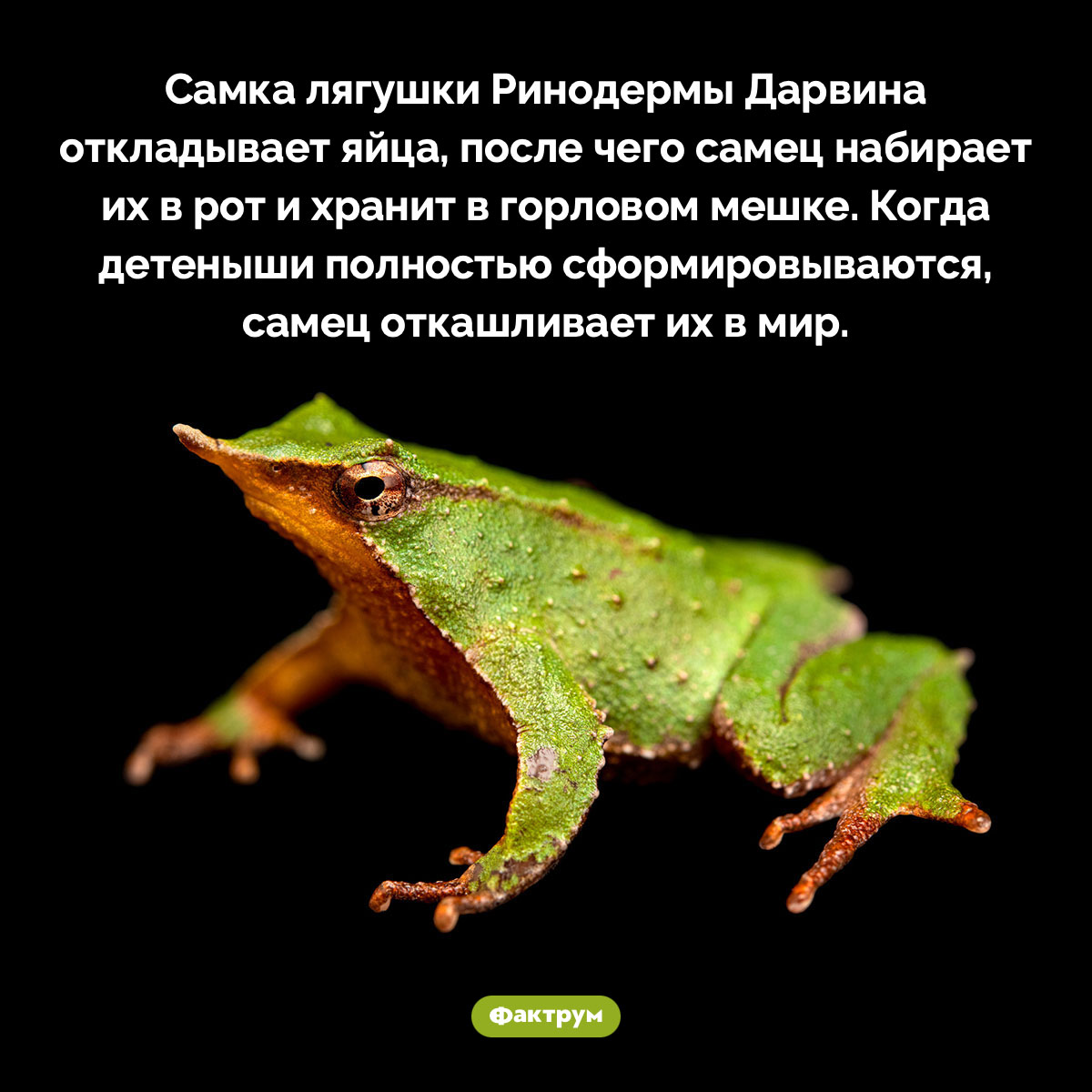 «Апчхи! Ква-ква» - похожая новость на Toplenta