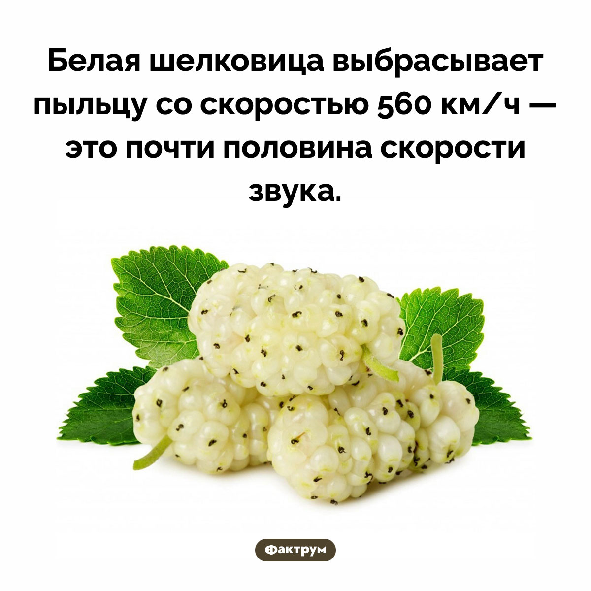 Белая шелковица - свежие новости на Toplenta