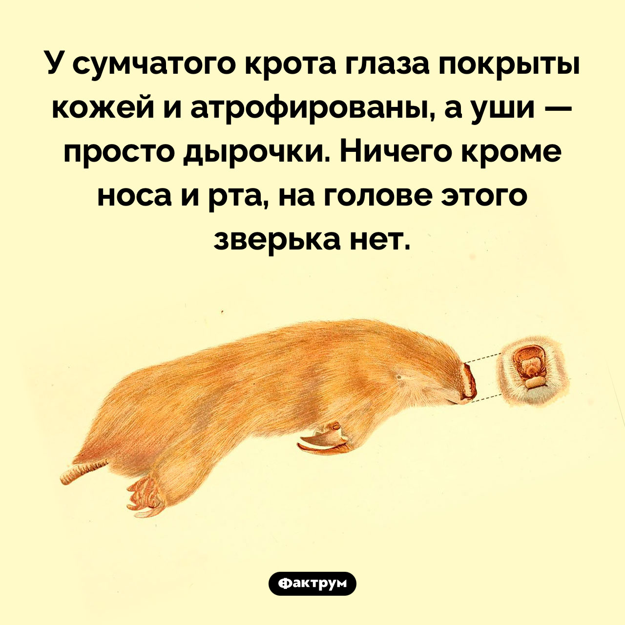 Глаза сумчатого крота - свежие новости на Toplenta