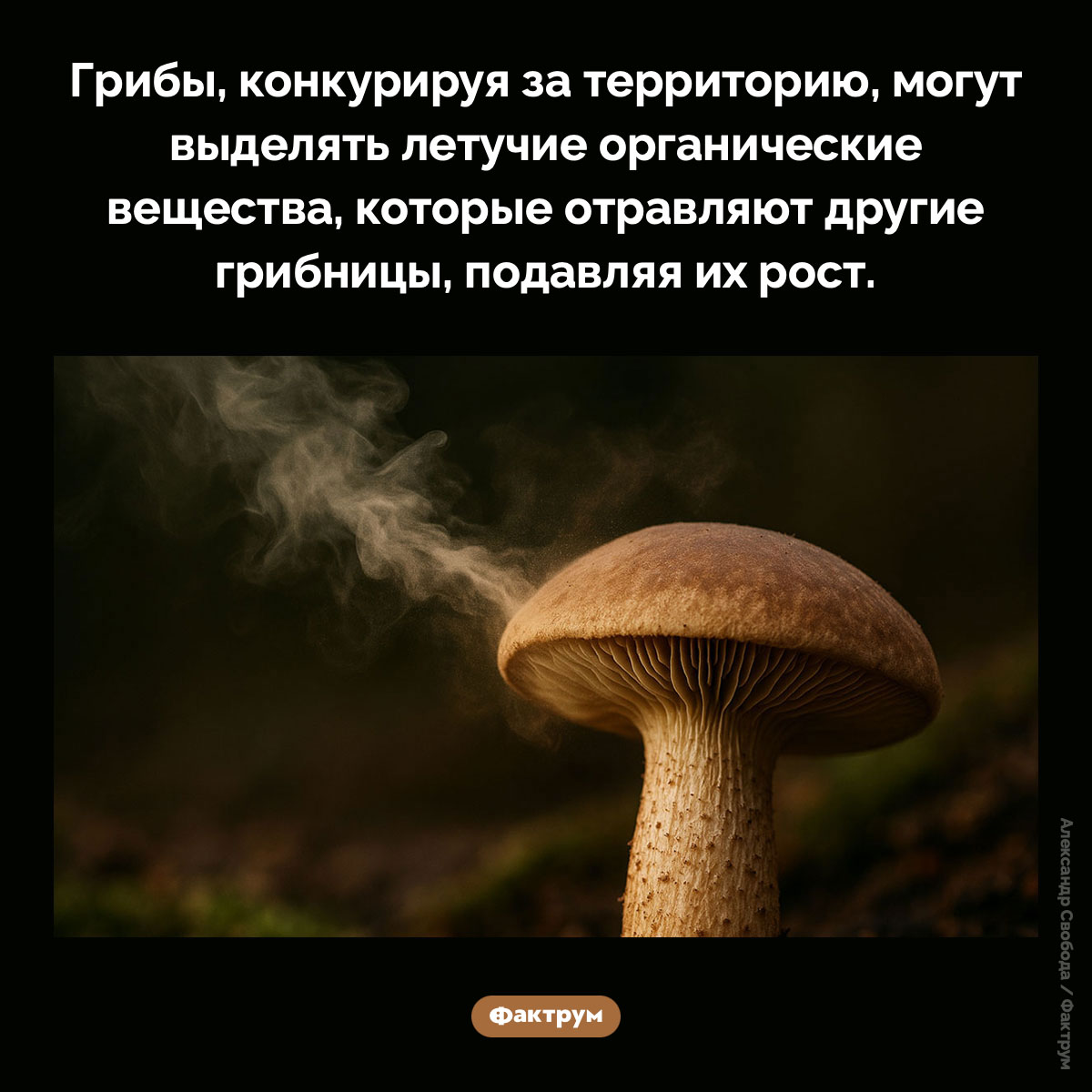 Химическое оружие грибов - свежие новости на Toplenta по теме Факты в картинках