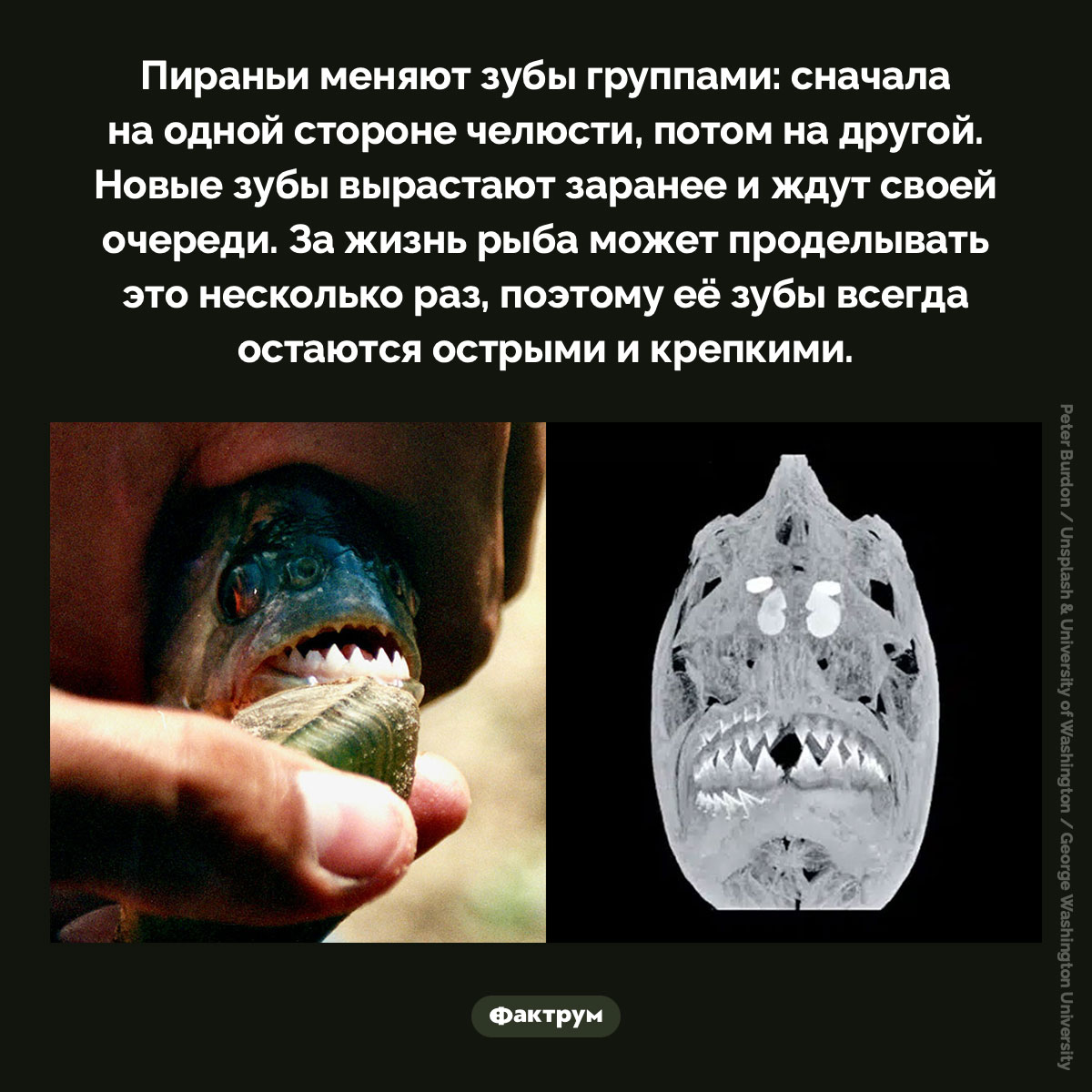 Пираньи меняют зубы группами - свежие новости на Toplenta