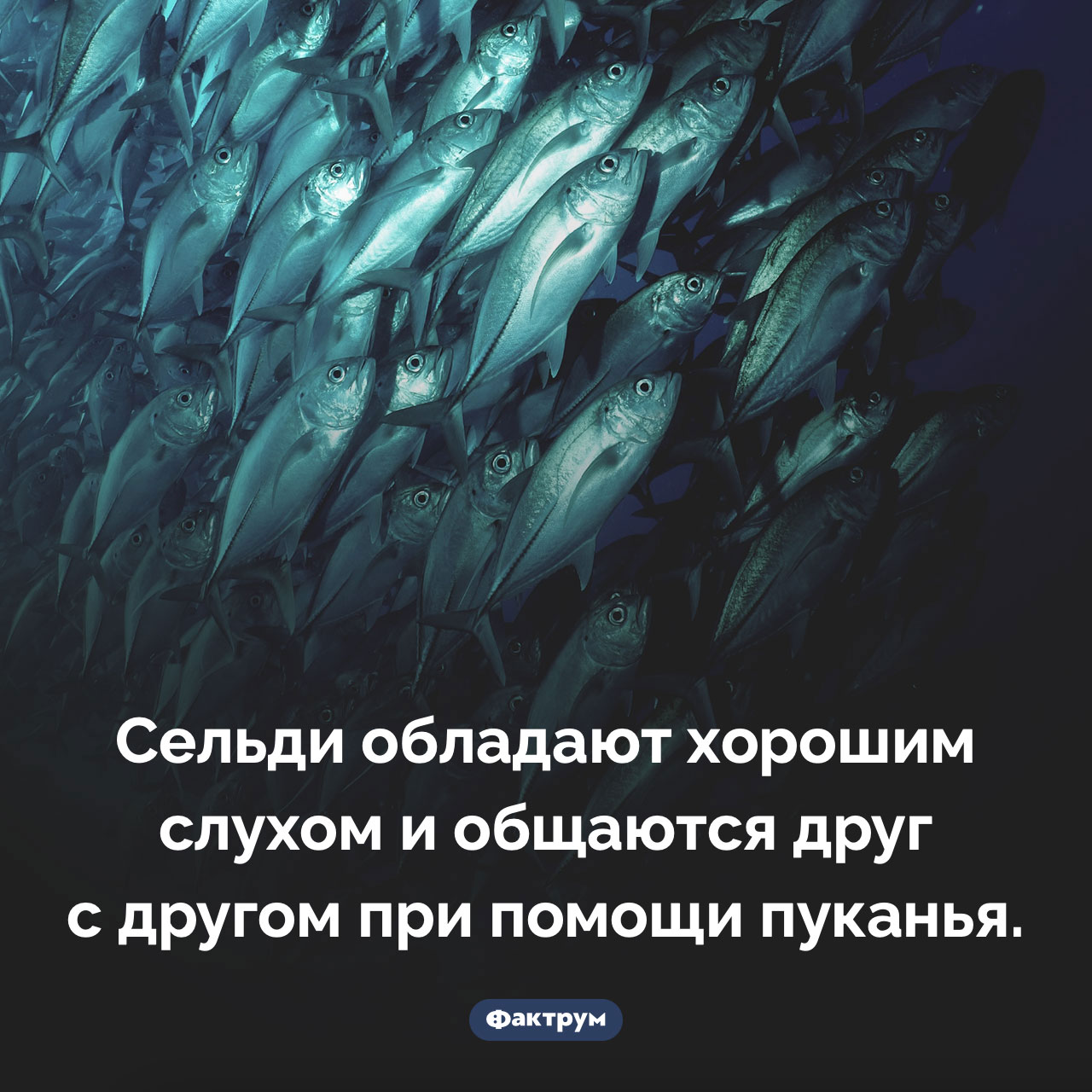 Общительная селедка - свежие новости на Toplenta по теме Факты в картинках