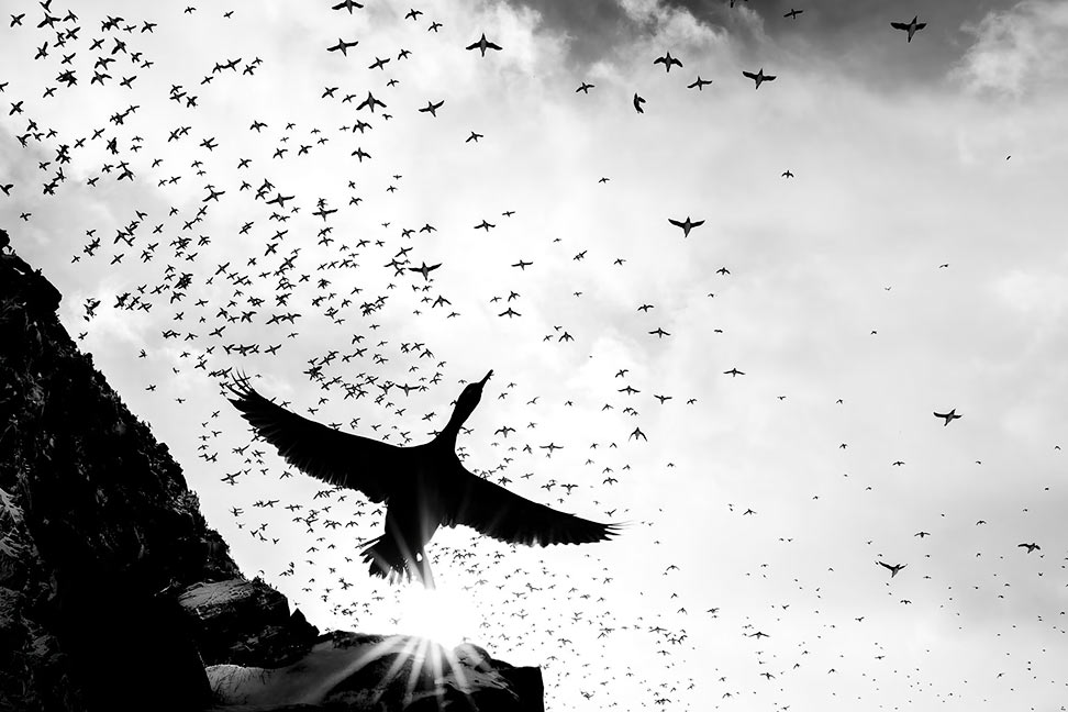 Победители конкурса «Фотограф птиц года — 2025» - свежие новости на Toplenta по теме Граф