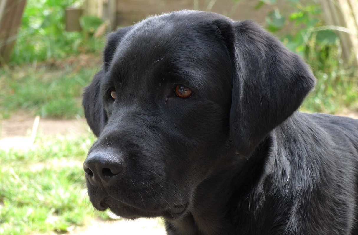 В музеи Москвы будут пускать с домашними животными - свежие новости на Toplenta
