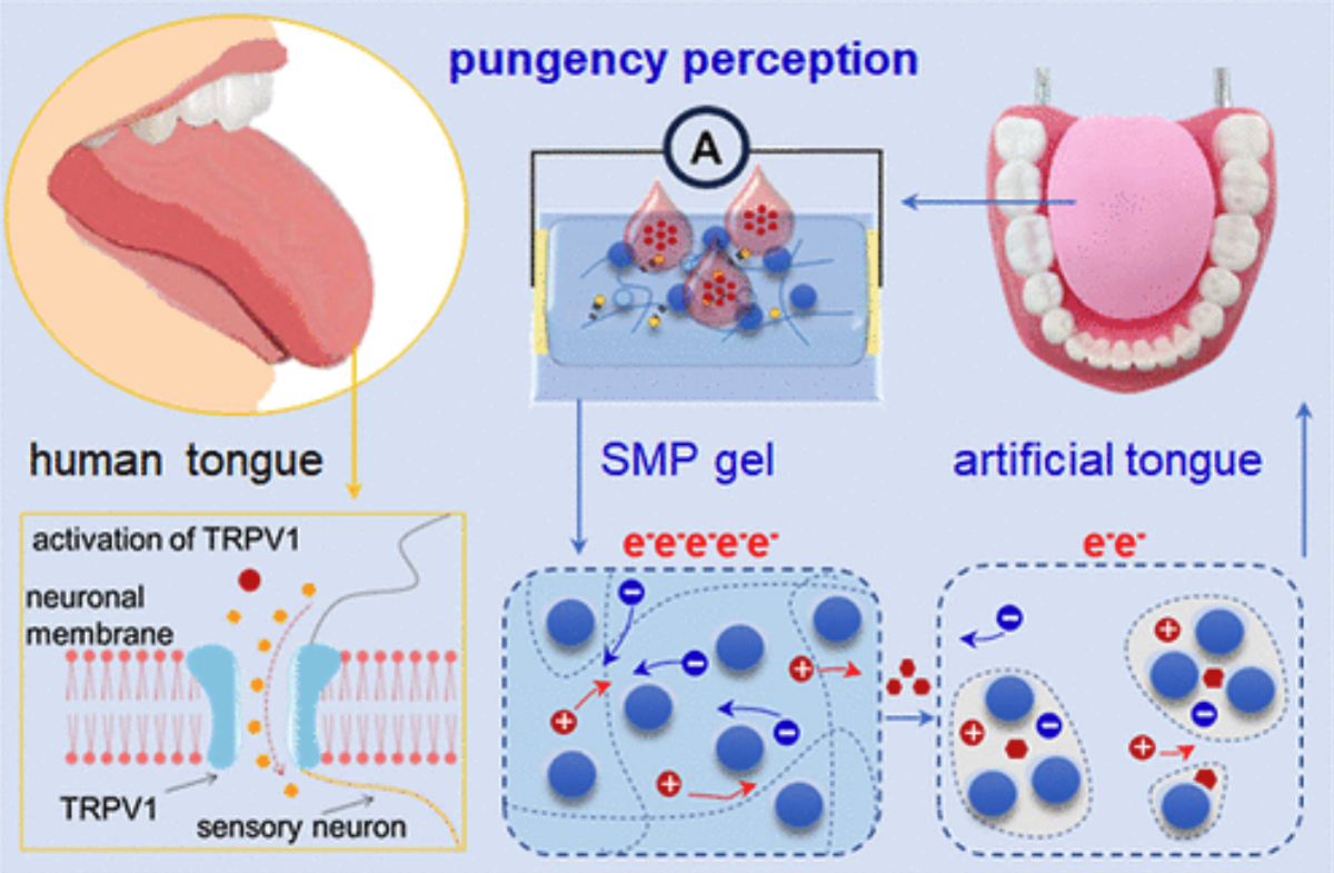 Учёные создали «искусственный язык» для объективной оценки остроты пищи - похожая новость на Toplenta