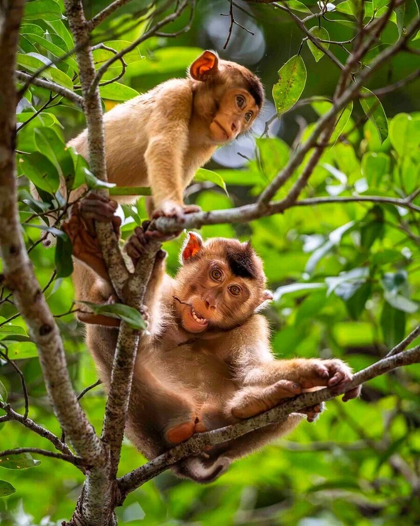Великолепие Борнео на 15 снимках дикой природы, которые сделал один британец - похожая новость на Toplenta