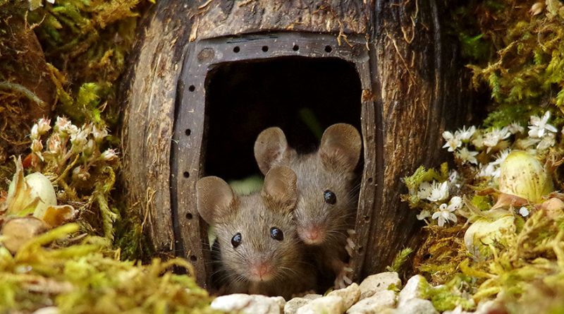 Мышиная деревня британского фотографа Саймона Делла - свежие новости на Toplenta по теме кт
