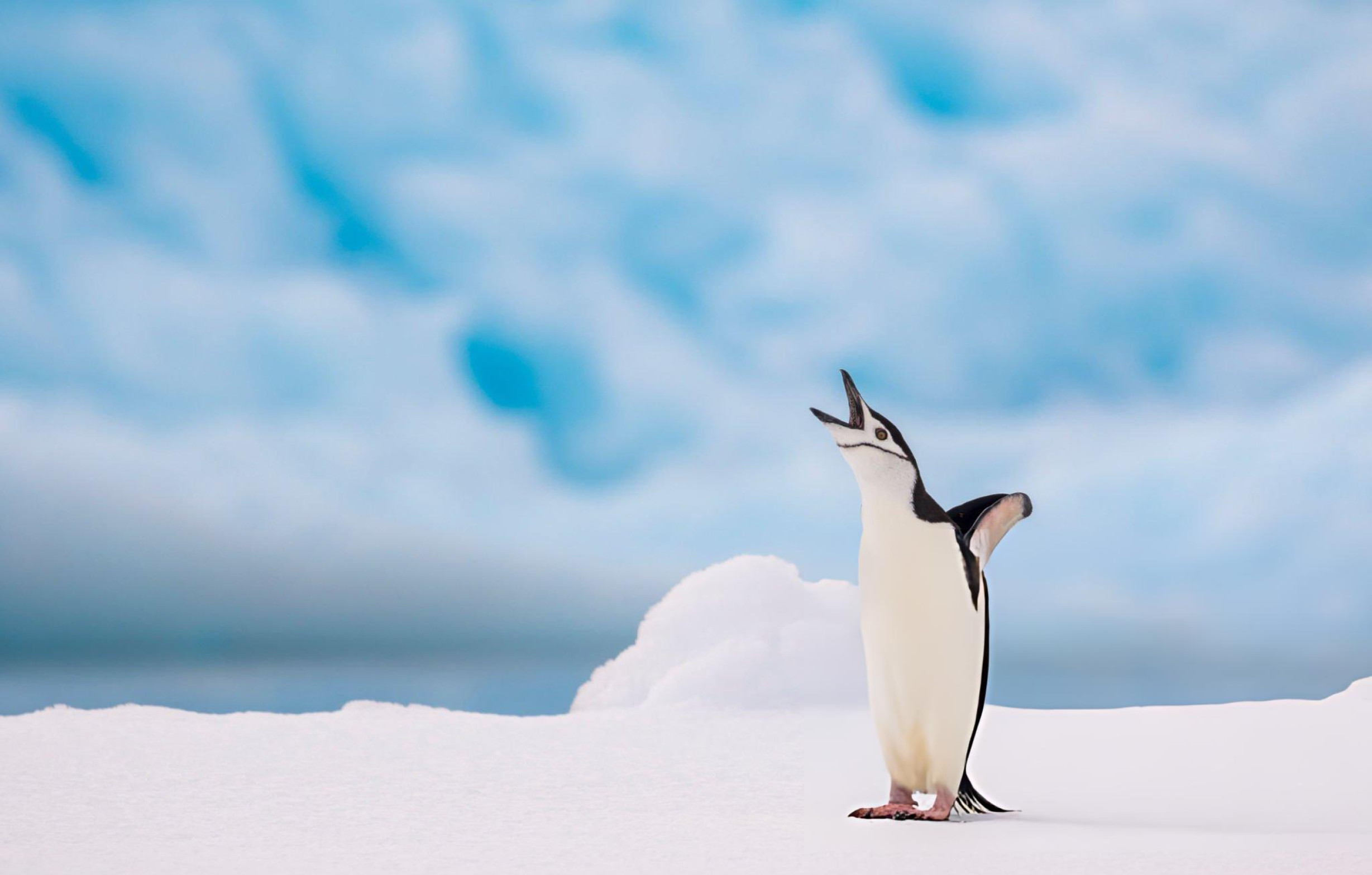 Антарктида. Часть 4 - свежие новости на Toplenta по теме - фото