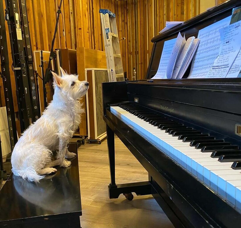 Собака пианистки слушает музыку внимательнее людей - актуальные новости по теме Путешествия на Toplenta