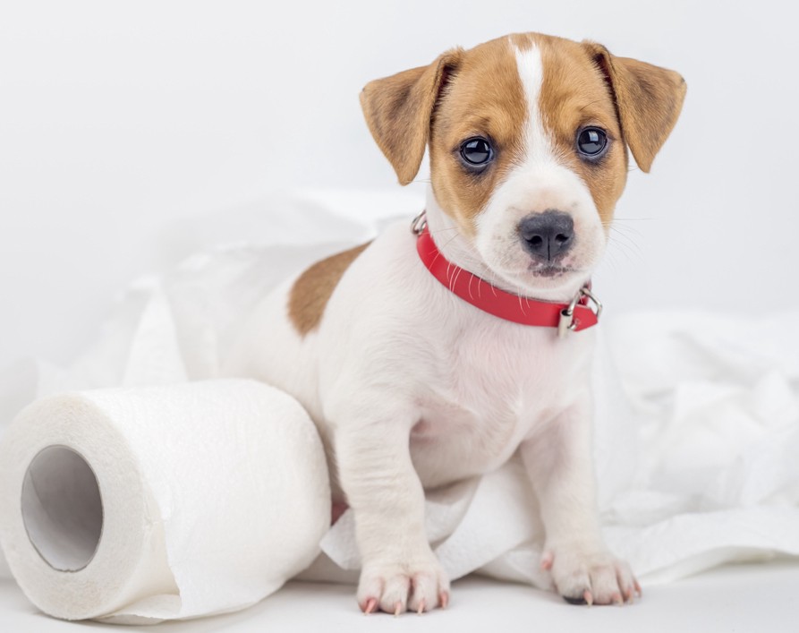 Туалет на улице: приучаем щенка справлять нужду в нужном месте - свежие новости на Toplenta