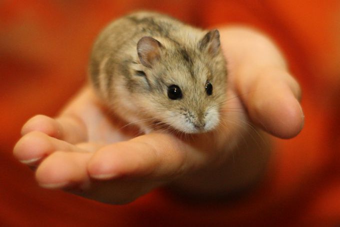 Как правильно содержать джунгарского хомяка? - свежие новости на Toplenta