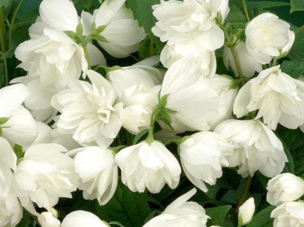 ЧУБУШНИК (САДОВЫЙ ЖАСМИН) — ПОСАДКА, УХОД, РАЗМНОЖЕНИЕ КУСТАРНИКА, ФОТО И ОПИСАНИЕ ВИДОВ И СОРТОВ - свежие новости на Toplenta