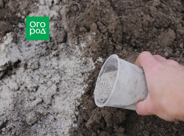 7 способов посадки озимого чеснока - свежие новости на Toplenta