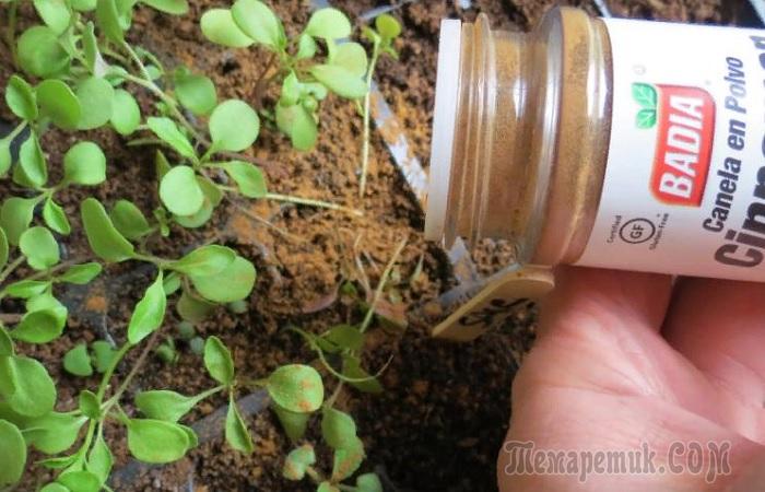 7 лайфхаков для цветоводов, которые помогут вырастить красивые и плодородные растения дома - свежие новости на Toplenta