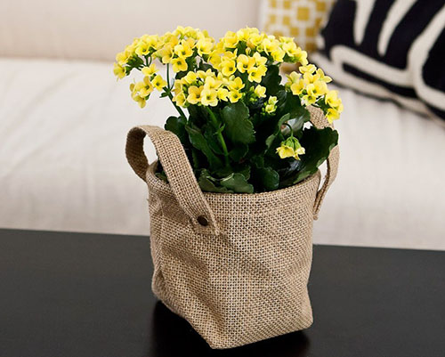 Каланхоэ не цветет в домашних условиях - свежие новости на Toplenta по теме Условия