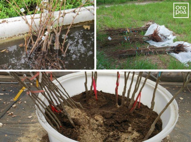 Как сохранить саженцы и луковицы до весны - свежие новости на Toplenta