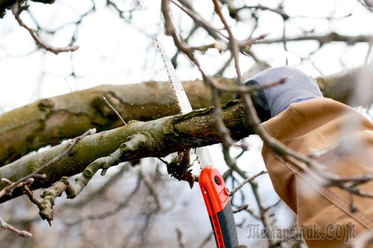 8 самых частых ошибок садоводов-любителей - свежие новости на Toplenta