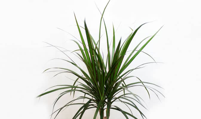 Уход за драценой Маргината — магические свойства - свежие новости на Toplenta