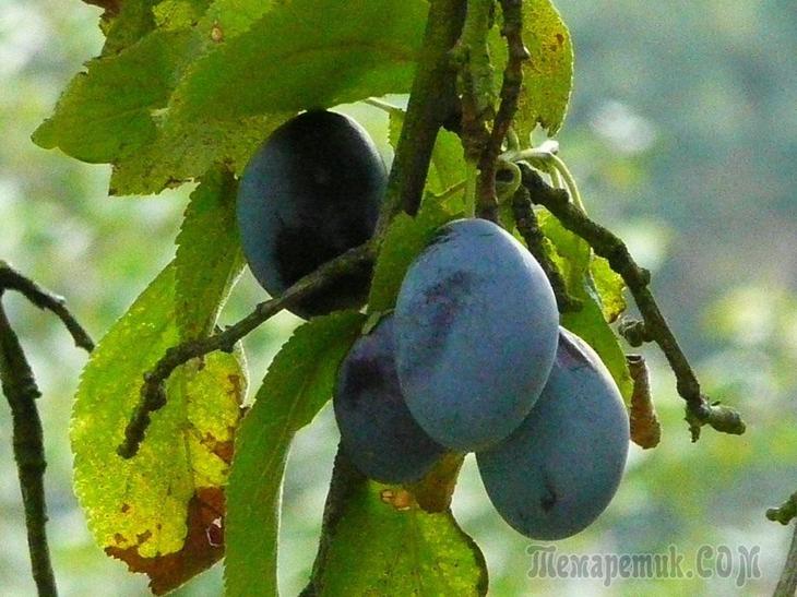 Болезни сливы – фото, описания, способы лечения - свежие новости на Toplenta