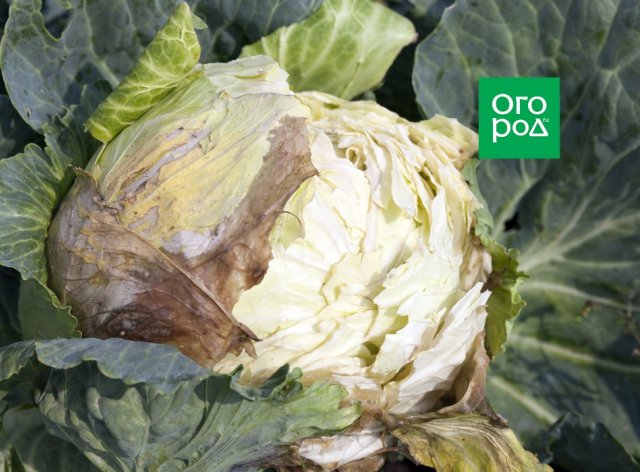 Почему капуста гниет на грядке - свежие новости на Toplenta