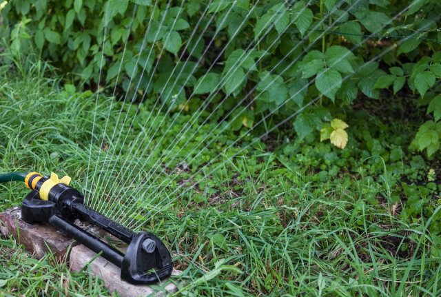 5 главных правил ухода за малиной весной - свежие новости на Toplenta