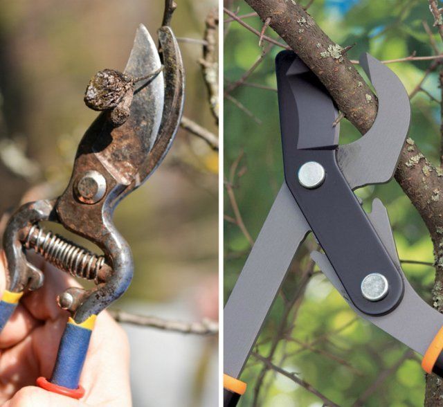 Осенний уход за плодовыми деревьями - свежие новости на Toplenta