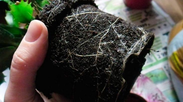 Декабрист: пересадка растения в домашних условиях - свежие новости на Toplenta