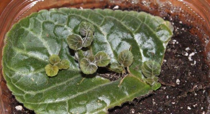 Фиалка комнатная: размножение растения различными способами - свежие новости на Toplenta