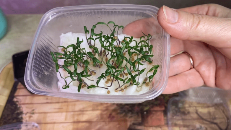 Ленивый способ посева томатов, обеспечивающий отличный результат - свежие новости на Toplenta по теме посев