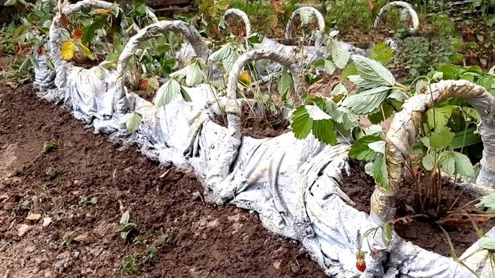 Очень красивая грядка-оградка из пустых пятилитровок - свежие новости на Toplenta