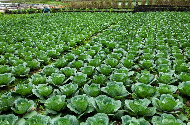 Как сохранить капусту в свежем виде до весны без потерь - свежие новости на Toplenta