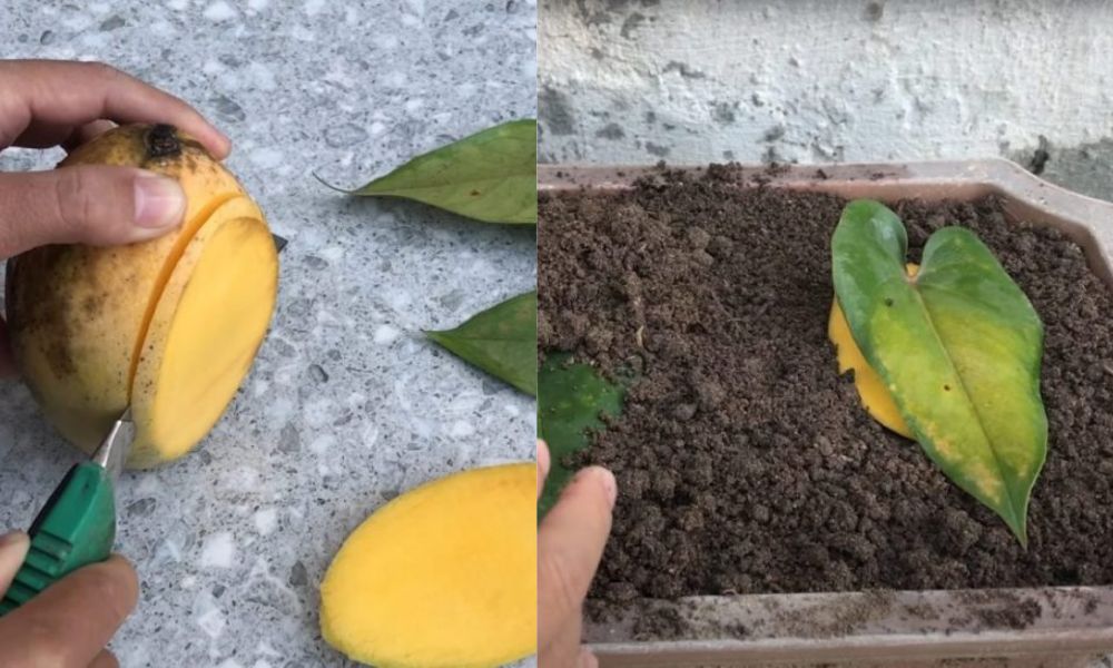 Как размножить антуриум листком - свежие новости на Toplenta