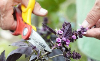 Как сохранить базилик на зиму и что для этого нужно - свежие новости на Toplenta по теме бор