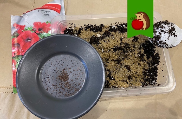 Когда нужно сеять петунию и через сколько она должна взойти - свежие новости на Toplenta