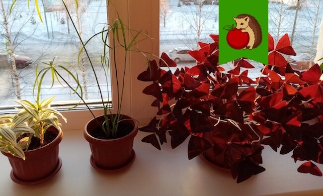 Оживут даже хилые: чем подкормить комнатные цветы зимой - свежие новости на Toplenta