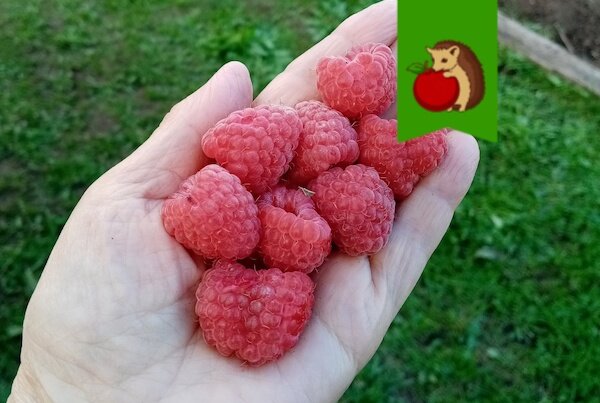 Какие растения нужно посадить рядом с малиной для отличного урожая - свежие новости на Toplenta