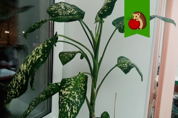 Что сделать, чтобы диффенбахия не желтела - свежие новости на Toplenta