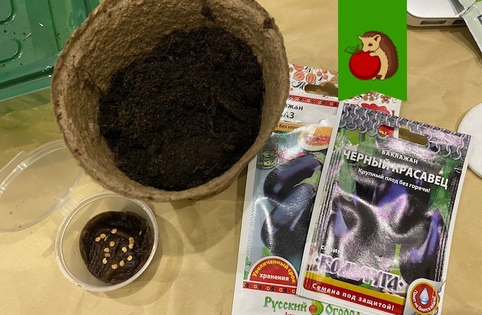 Что и когда лучше сажать в январе - свежие новости на Toplenta