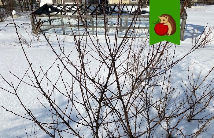 Как аномально теплая зима повлияет на наши сады и огороды - свежие новости на Toplenta по теме ано