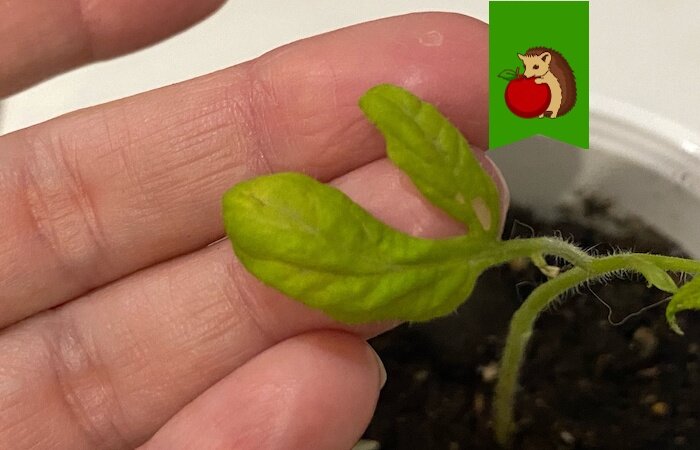 Как спасти желтеющую рассаду томатов - свежие новости на Toplenta по теме СТО